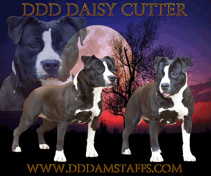 DDDawgs Daisy Cutter